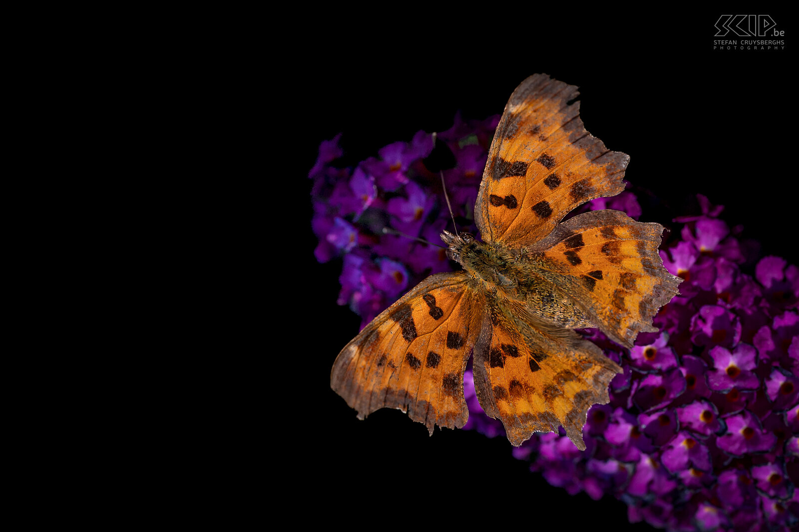 Butterflies - Comma The comma (Polygonia c-album) is a common butterfly with wing that are irregularly dentate, excavated and angulated, the inside color is orange and the hindwings have a white spot in the shape of a C. Stefan Cruysberghs
